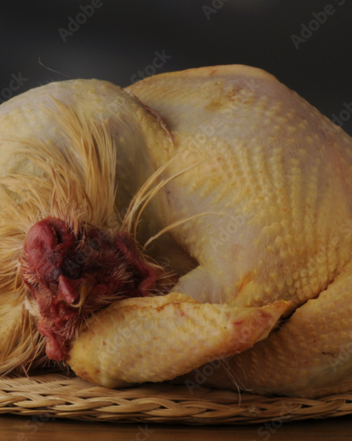 Chapon fermier du pays Cathare