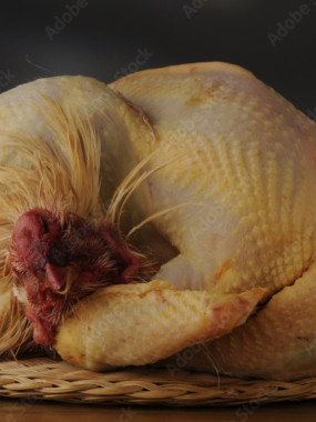 Chapon fermier du pays Cathare